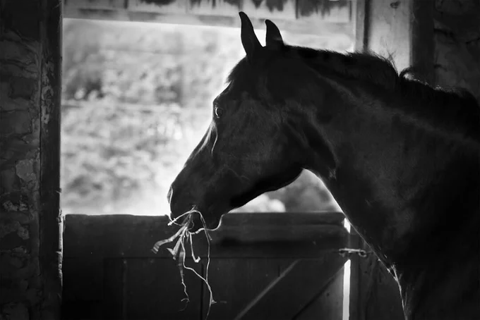 A horse eating hay in a stall. 