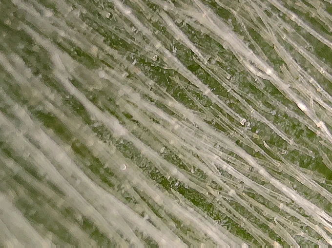 Magnolia leaf