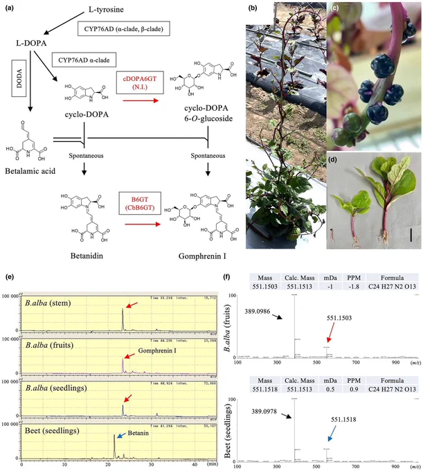 Pigment analysis of Basella alba plants.