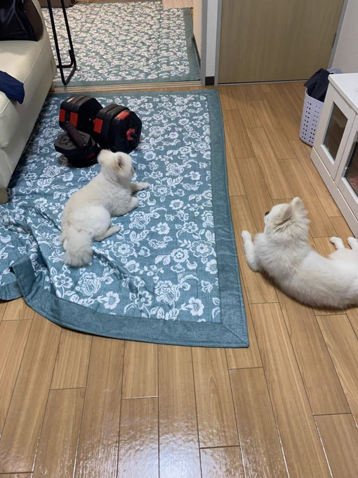 ゴミ屋敷片付けならまごのて