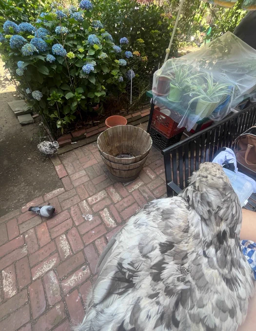 shoe the chicken is sitting in layla’s arms. the chicken is grey with white feathers. around layla, there are blue flowers and pigeons.