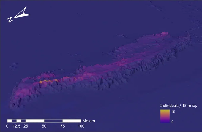 example prediction from a new suite of coral species distribution and habitat models showing bathymetry and coral density 