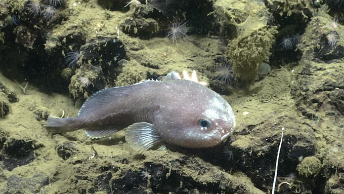 Caption: The blob fish Psychrolutes phrictus is among the many fish, invertebrates, marine mammals, microbes, and more found in the recently released environmental DNA data from NOAA Ship Okeanos Explorer expeditions.

Alt text: Purplish deep-sea fish rests on a silty, volcanic rock seabed.
