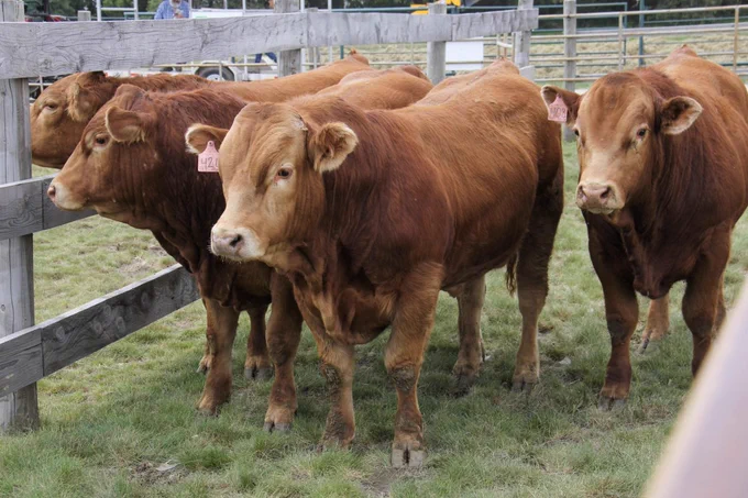 For the week ending June 6, Western Canadian feeder cattle markets traded $5-$10/cwt lower on average. The market was hard to define due to a