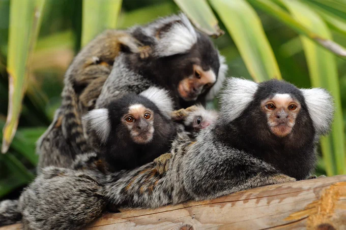 A group of Common Marmosets with white tufts on their ears are perched on a wooden branch. They are surrounded by green, leafy foliage, appearing alert and curious.