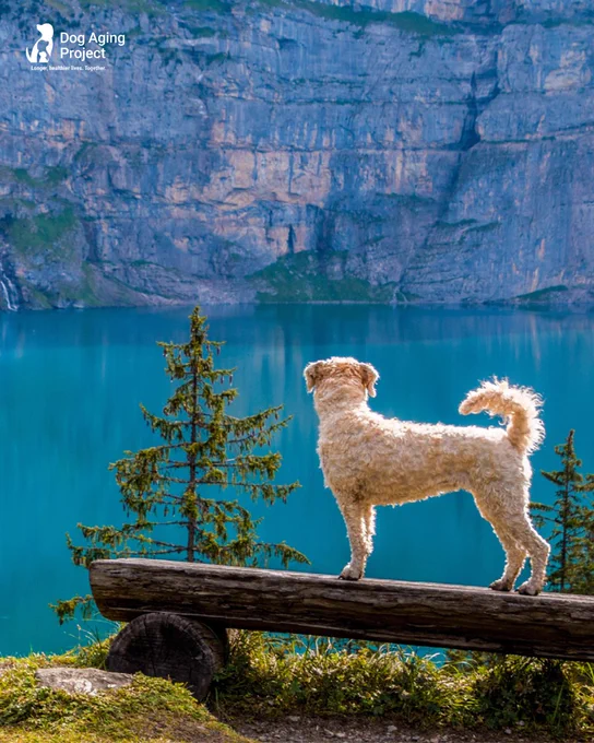 a dog standing on a log looking out over a body of water with the Dog Aging Project’s logo on the left top corner. 