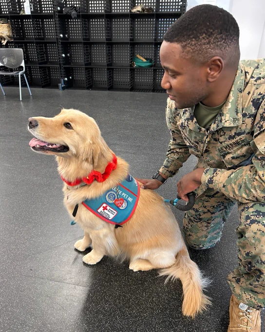 A person in a military uniform is kneeling beside a golden retriever wearing a blue service vest that reads "Pet Me." They are in a room with a black shelf in the background.