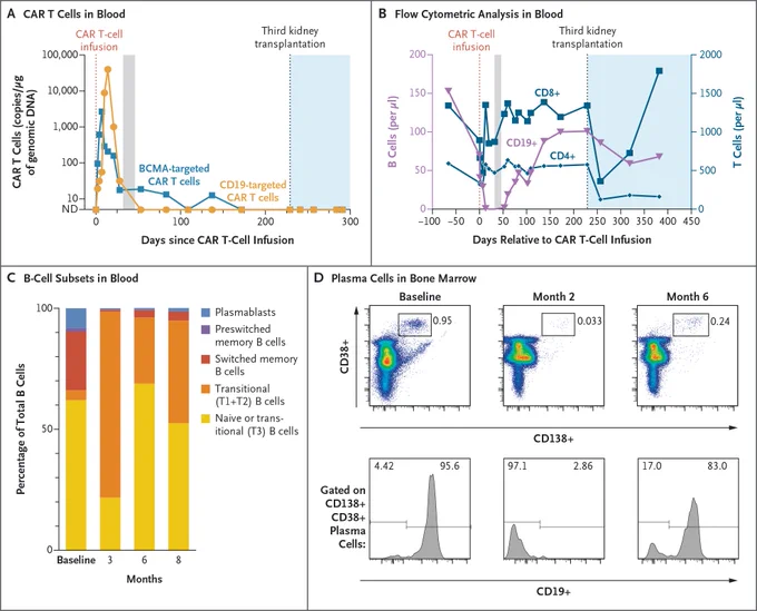This image consists of four panels showing CAR T-cell pharmacokinetics and pharmacodynamics in Patient 1. Panel A presents a line graph on the levels of CAR T cells in blood after the infusion. Panel B displays the results of flow cytometric analysis in blood before and after the CAR T-cell infusion, including levels of B cells and T cells. Panel C is a graph illustrating the distribution of B-cell subsets before and after the CAR T-cell infusion. In Panel D, the top row shows the percentage of plasma cells in total nucleated cells in bone marrow, and the bottom row shows the percentage of CD138 CD38  plasma cells with CD19 expression, before and after the CAR T-cell infusion.