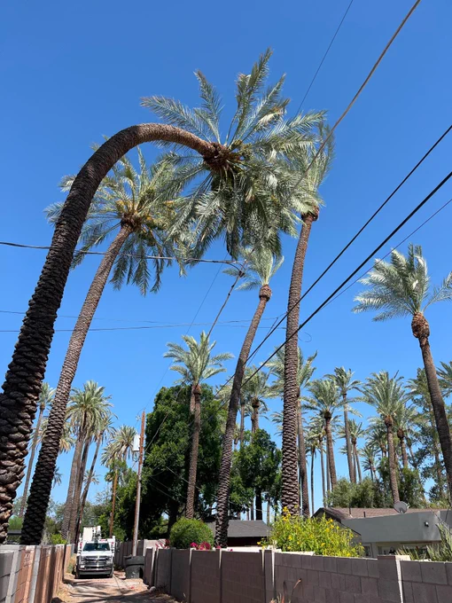 palm tree growing bent sideays into power lines