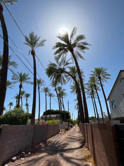 palm tree growing bent sideays into power lines