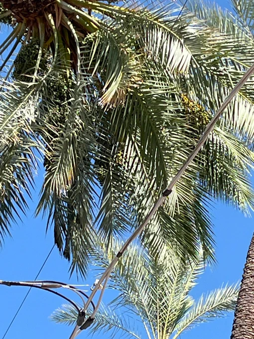 palm tree growing bent sideays into power lines