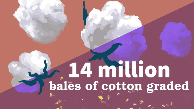 Stylized illustration featuring large cotton plants with abstract shapes and colors. Text reads, "14 million bales of cotton graded.