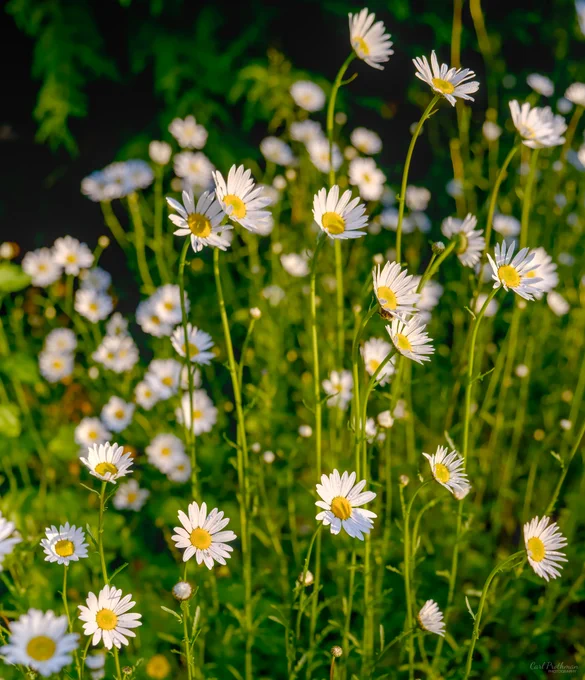 A close view of white daisies with bright yellow centers growing among tall green stems and leaves. Several flowers are sharply focused in the foreground, while many others fade softly into the background. Warm sunlight highlights the petals and creates a rich contrast against the darker green foliage. The photo feels cheerful, peaceful, and full of early summer warmth.