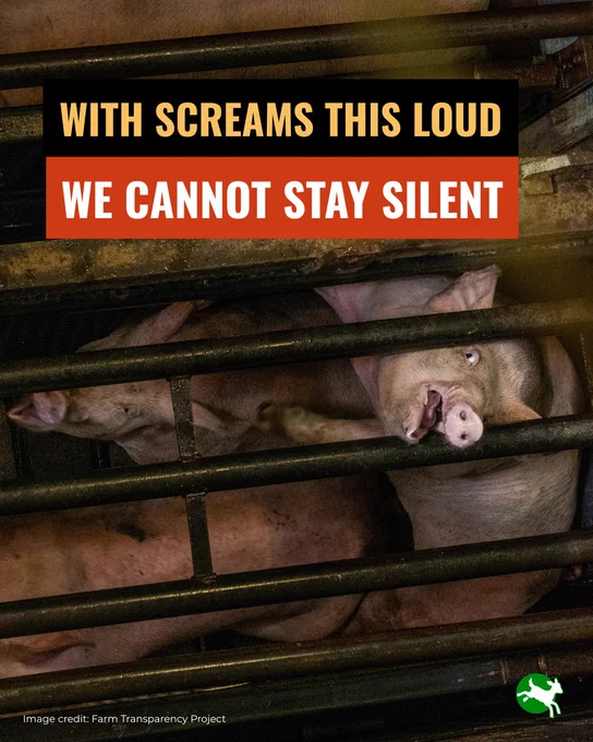 With screams this loud we cannot stay silent. A pig desperately trying to escape while being slaughtered with CO2. 