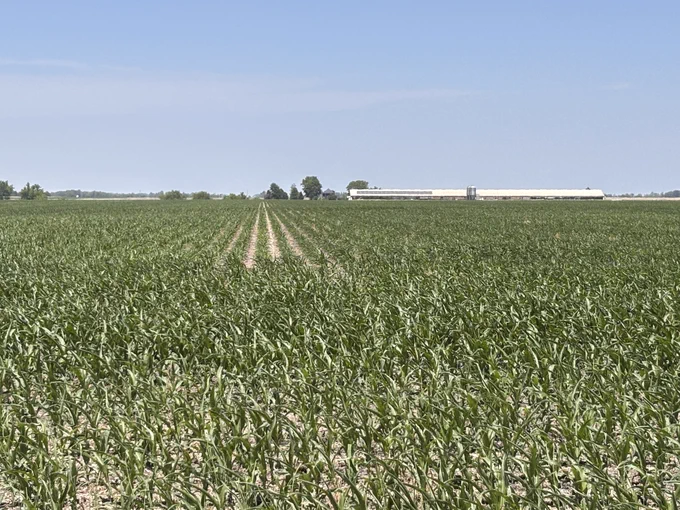 Field with corn leaves rolling 