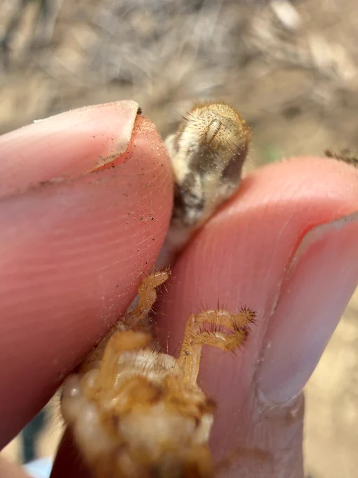 True white grub 