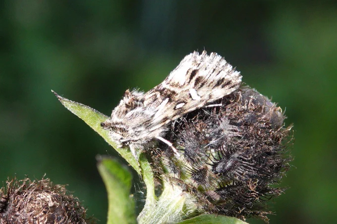 Toadflax Brocade