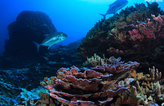 Colorful underwater scene in the Northeast Canyons and Seamounts Marine National Monument showing layered coral formations and sponges on a rocky reef. Two large silver fish swim through the blue water above the corals, highlighting the rich marine life found in the protected habitat.