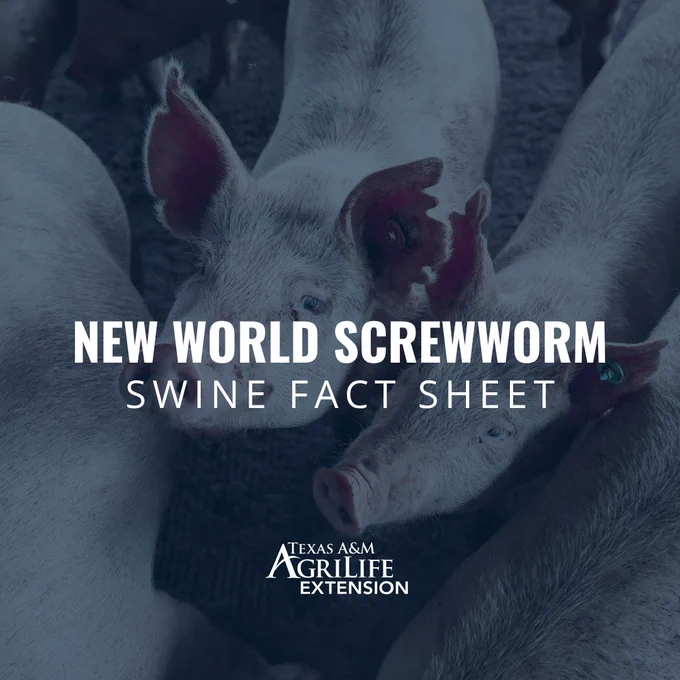 Group of pigs with text overlay reading "New World Screwworm Swine Fact Sheet" and "Texas A&M AgriLife Extension.