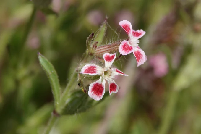 Small Catchfly