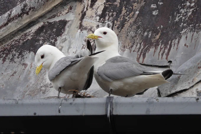 Kittiwakes