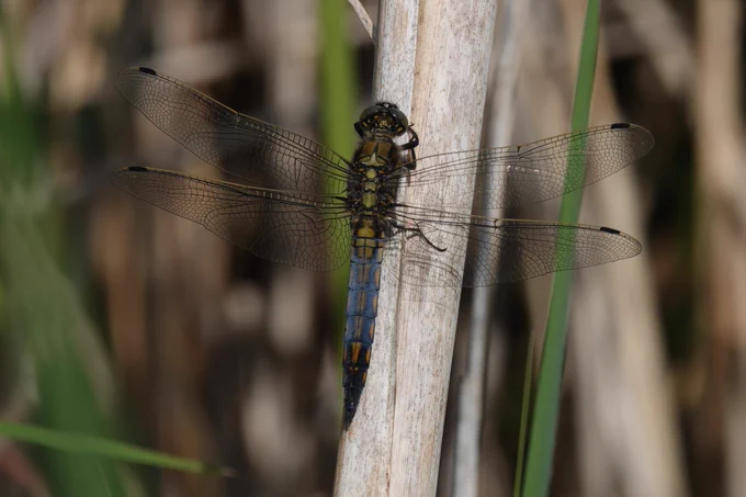 Black-tailed Skimmer