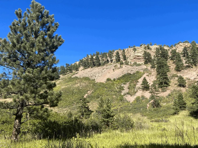 Tall pine tree stands in a grassy meadow with a rocky hillside and scattered trees under a clear blue sky.