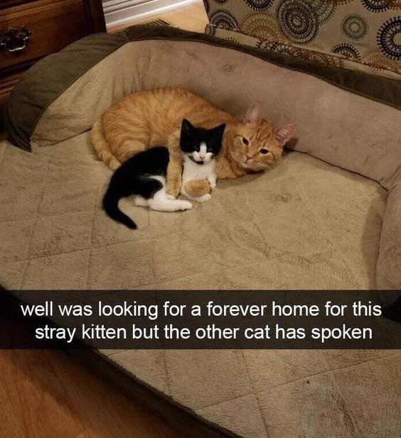 Image of an orange cat with a small white and black kitten in its paws.