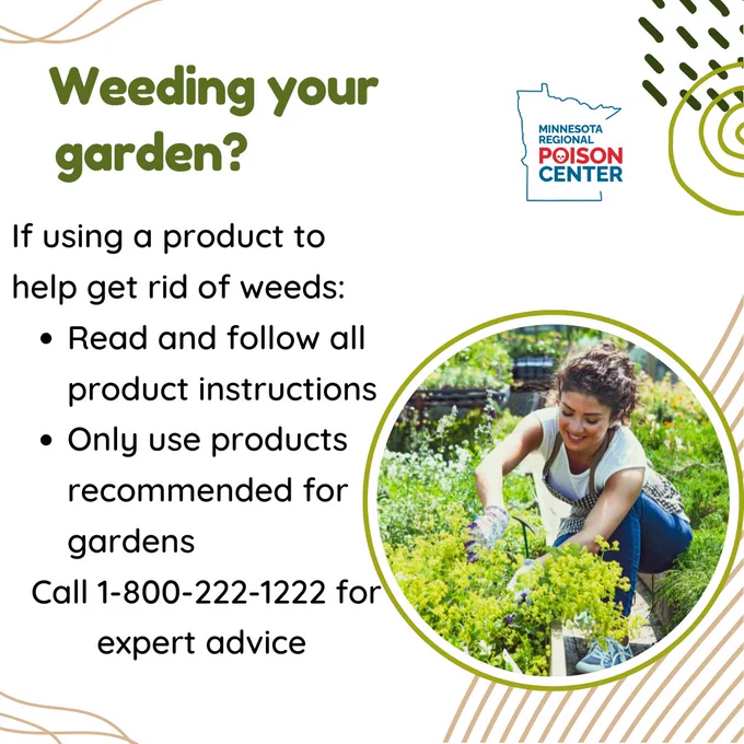 Graphic about garden safety with the heading “Weeding your garden?” On the left, text reads: “If using a product to help get rid of weeds: read and follow all product instructions; only use products recommended for gardens. Call 1-800-222-1222 for expert advice.” On the right, a circular photo shows a person wearing gardening gloves kneeling in a garden bed and pulling weeds among green plants. The Minnesota Regional Poison Center logo appears in the upper right.