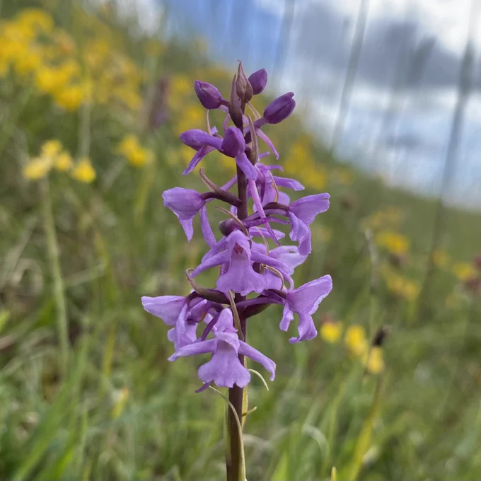 Chalk Fragrant-orchid (Gymnadenia conopsea)