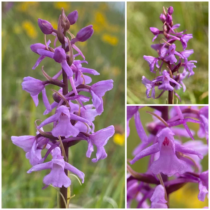 Chalk Fragrant-orchid (Gymnadenia conopsea)