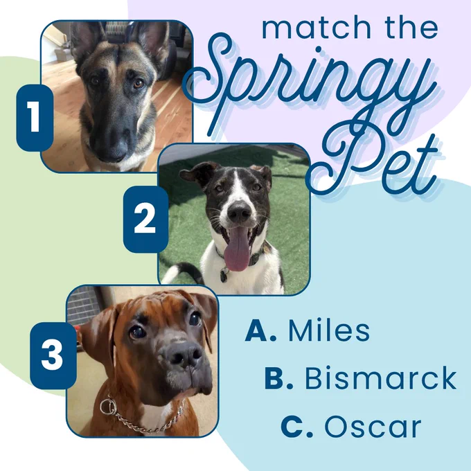 Match the Springy Pet: Three numbered pet photos and a list of three names to match with the pets. Pet photos: 1. a black and tan dog, 2. a black and white dog, 3. a brown, black, and white dog. Names: A. Miles, B. Bismarck, C. Oscar.