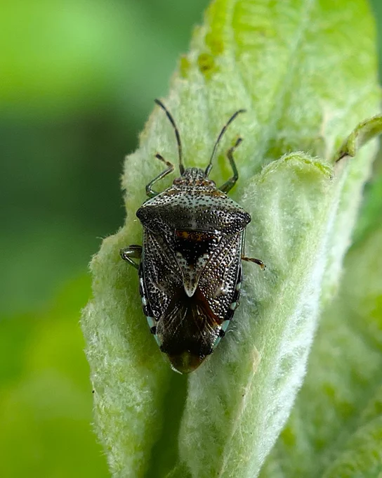 Parent Shieldbug