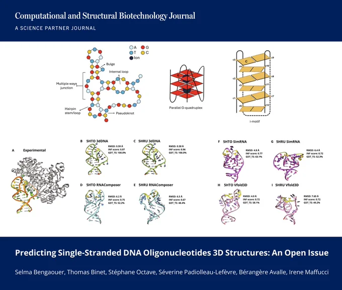 🔗 Predicting Single-Stranded DNA Oligonucleotides 3D Structures: An Open Issue. Computational and Structural Biotechnology Journal (CSBJ). DOI: https://doi.org/10.34133/csbj.0127

📚 CSBJ - A Science Partner Journal: https://spj.science.org/journal/csbj
