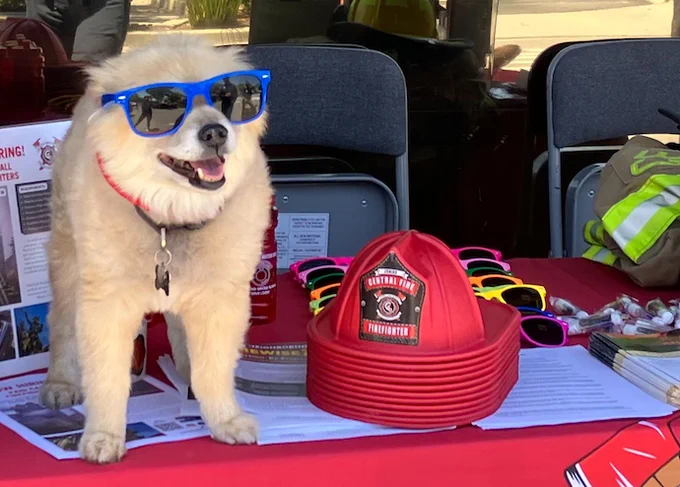 Photo of dog wearing sunglasses at Capitola Mall event. Visit www.aspca.org to learn about Pet Preparedness tips!