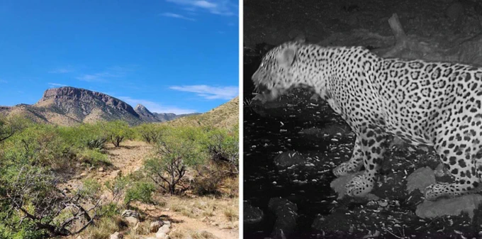 Photo of Whetstone Mountains by SIA board member Eric Aldrich, taken during a road rewilding survey. Photo of jaguar in the Whetstones from November 2023 courtesy SIA. The Whetstones are a classic example of a range that’s benefited from the 2001 Roadless Rule. Thanks to its wild character and connected habitat, the Whetstones remain a key haven for endangered jaguars and other species.  