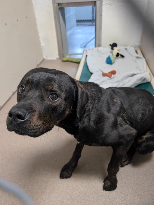 A black dog