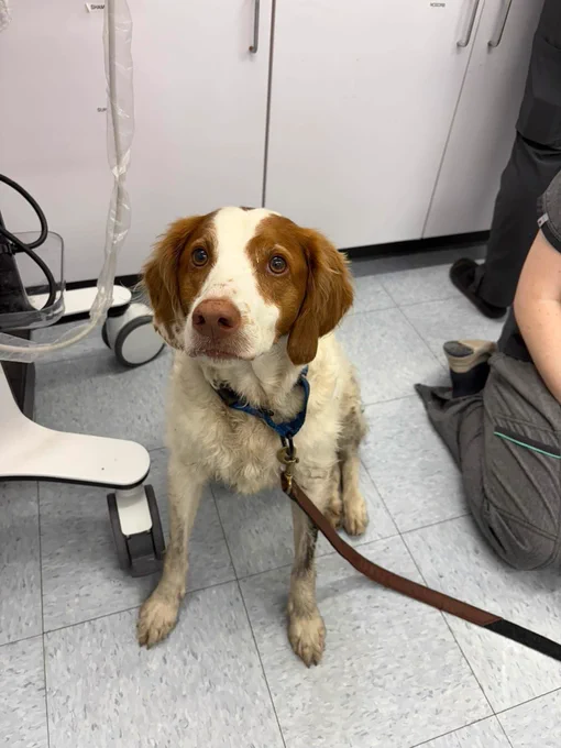 A white and brown dog