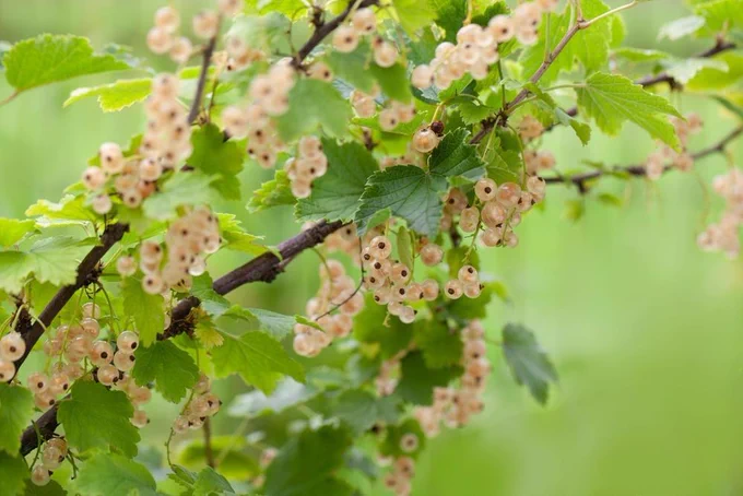 Close-up of ripe white currants branches with green leaves in organic garden. Berries of white red currant (Ribes rubrum)