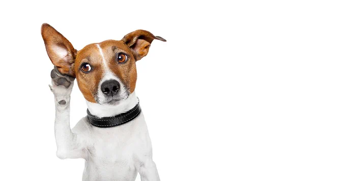 A small brown and white dog has his paw to his hear as if he is listening.