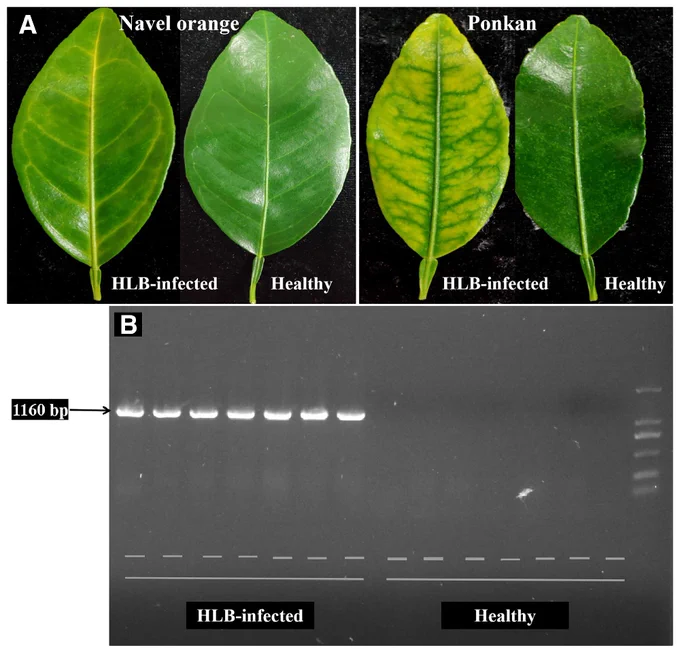 Fig. 1.
A, Representative Huanglongbing (HLB)-infected and healthy leaves of Navel orange and Ponkan and the B, polymerase chain reaction results.
