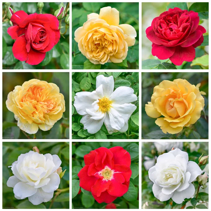 Collage of nine rose photographs arranged in a three-by-three grid. The roses range from deep crimson and scarlet to golden yellow and pure white. Some are fully double and richly layered, while others are simpler, open blooms revealing golden stamens. Fresh green foliage forms a soft background, highlighting the contrasting colours associated with the legend of Venus’s blood, tears and the setting sun.