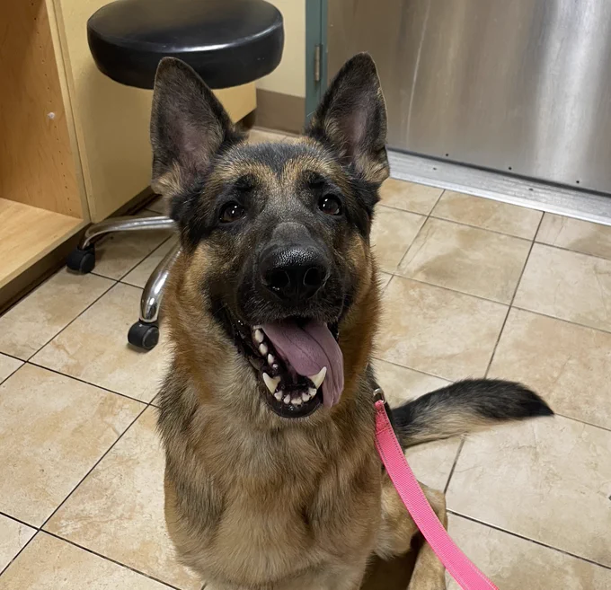 Bear the dog