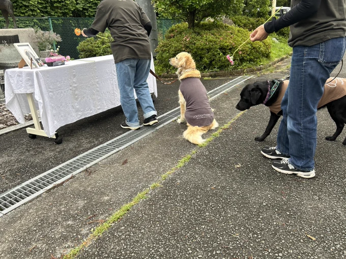 献花の様子 花を手向けるボランティアさんの後ろで座って待うゴールデンレトリバー