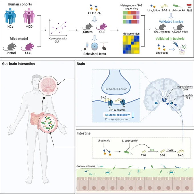 graphical abstract