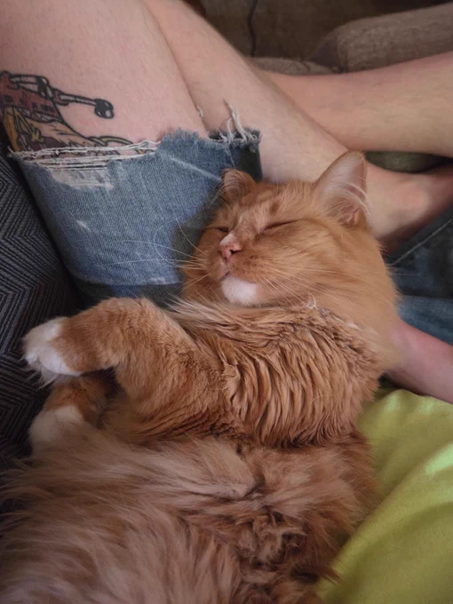 An orange tabby cat lay in his dad's lap accepting a neck scratch