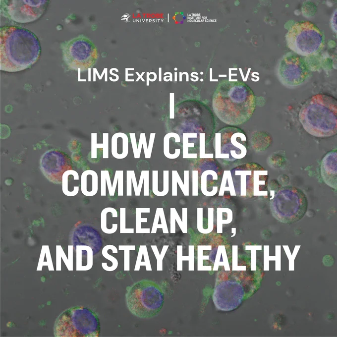 LIMS Explains: L-EVs. How cells communicate, clean up, and stay healthy. [ID] White text on a background microscopy image of cells producing large EVs (marked in green).