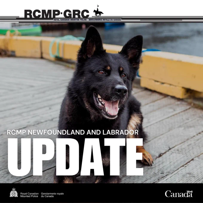 A close-up image of a black and brown German Shephard dog is shown, as the dog stands on a wood dock near a body of water. The words "RCMP NEWFOUNDLAND AND LABRADOR" and "UPDATE" are visible on the image.   