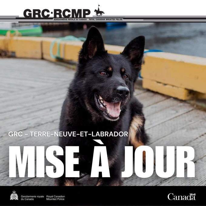 Gros plan sur un berger allemand noir et brun sur un quai en bois près d’un plan d’eau.
Les mots « MISE À JOUR » et « GRC – TERRE-NEUVE-ET-LABRADOR » figurent sur l’image.   