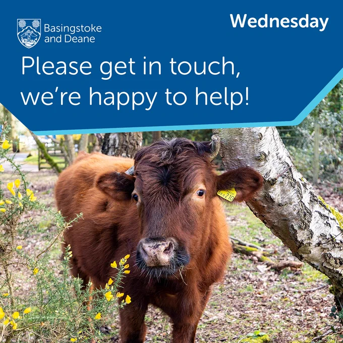 A cow in a forested area by a tree. Basingstoke and Deane Borough Council logo. Text says: "Wednesday. Please get in touch, we're happy to help!"
